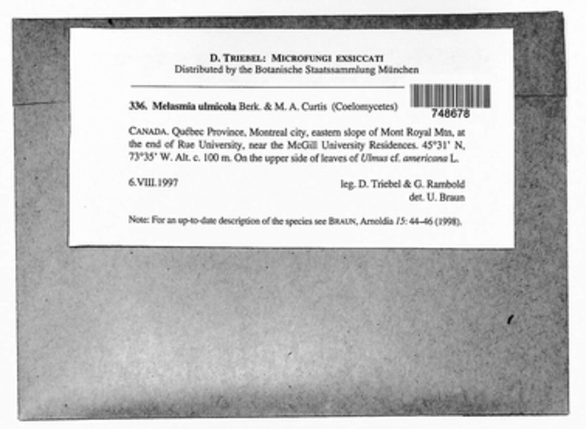 Melasmia ulmicola image